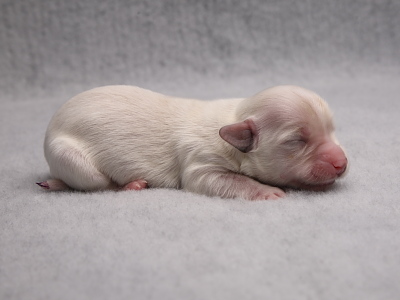 Bichon Havanais hvalpe - Kennel Miki Nanoq